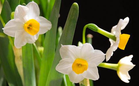 ��ɫˮ��������