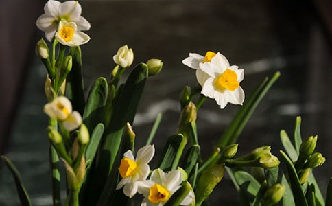 繡鸞鳳花犯·賦水仙原文及賞析