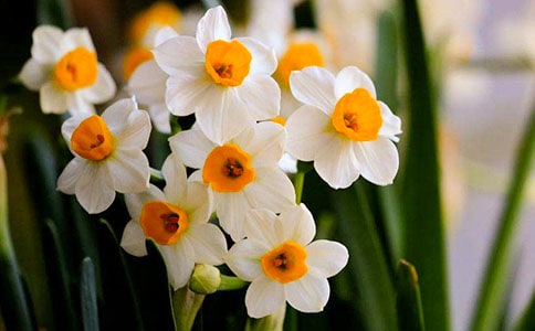 ˮ�ɻ�15ƪ(��Ʒ)