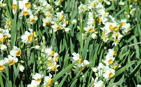 (實用)水仙花作文15篇