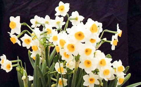 ˮ�ɻ������Č���[15ƪ]