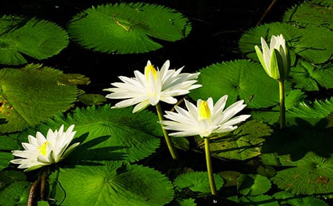 綻放的睡蓮作文(實用8篇)