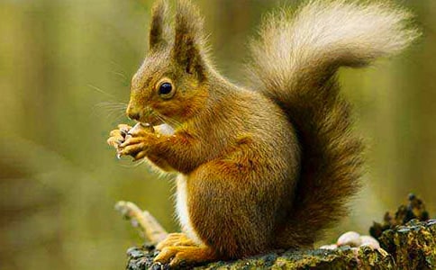 跑進家來的松鼠反思