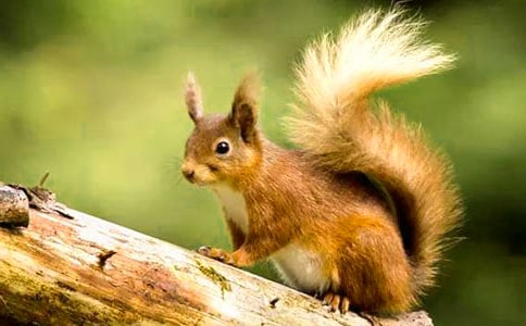 小松鼠過(guò)冬