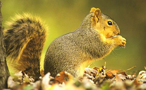 [��]С��������15ƪ