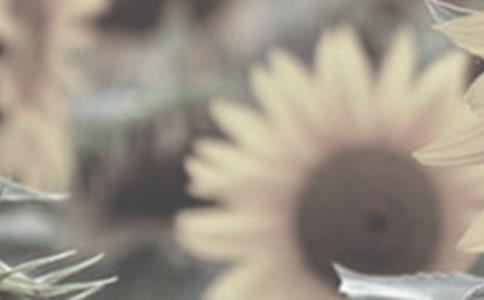 口袋里的太陽花的故事