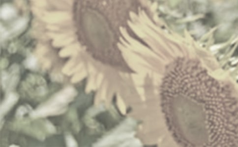 太陽(yáng)花花開(kāi)的說(shuō)說(shuō)