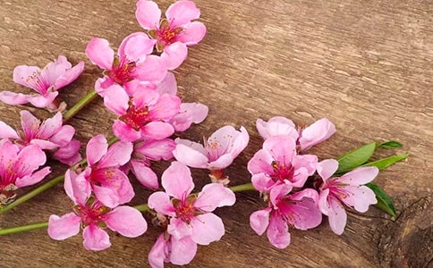 描寫桃花的詩句(優秀15篇)