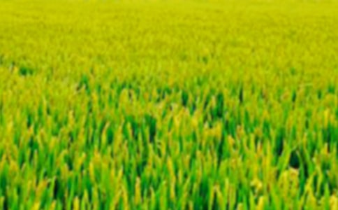 (優秀)美麗的田野作文