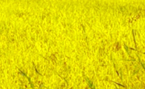 四季的田野作文