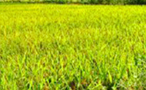 在田野上撿到的“開心”