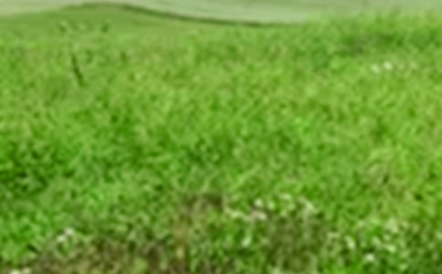 (精)四季的田野作文14篇