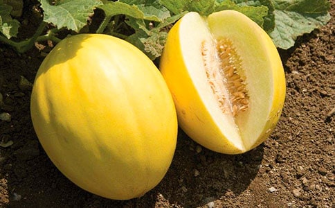 甜瓜的作用有哪些