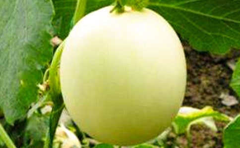 基于有效積溫早春設施厚皮甜瓜果實發育模擬模型