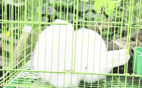 最新有關兔子的搞笑短信