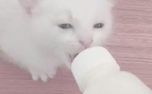 青貯飼料喂奶牛五要求