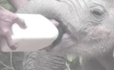 產后發燒可以給寶寶喂奶嗎?