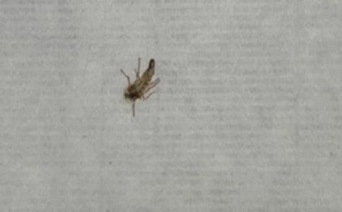 打蚊子作文(集合)