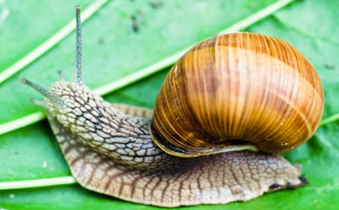 蝸牛