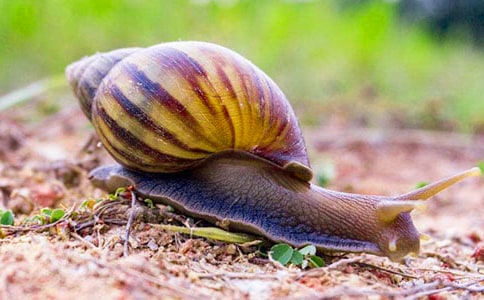 周杰倫蝸牛歌詞