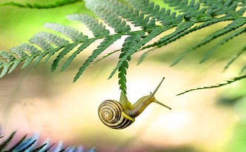 有趣的蝸牛作文精品15篇