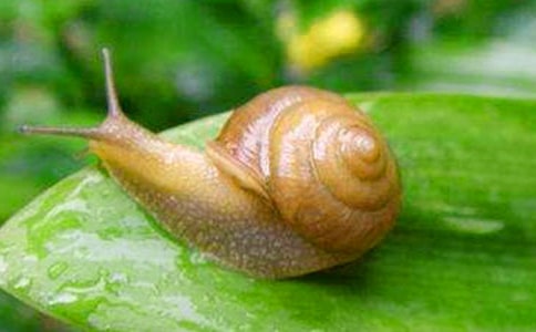 《蝸牛與黃鸝鳥》反思