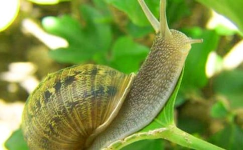 蝸牛的秘密作文