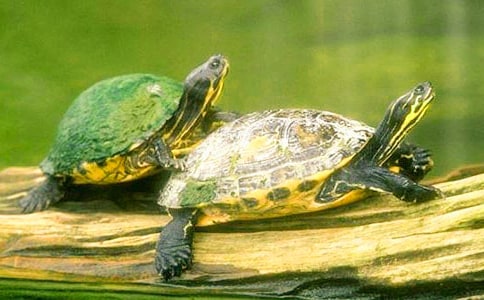 [��]�Ҽҵ�С��������15ƪ