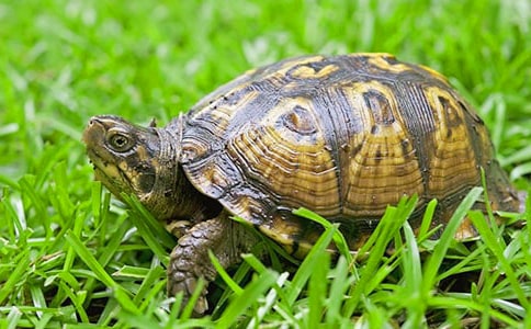 可愛的烏龜作文【熱】