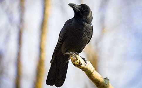 ���Ğ��f����[�ϼ�15ƪ]