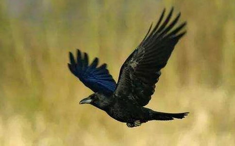 (合集)烏鴉受騙之后作文5篇