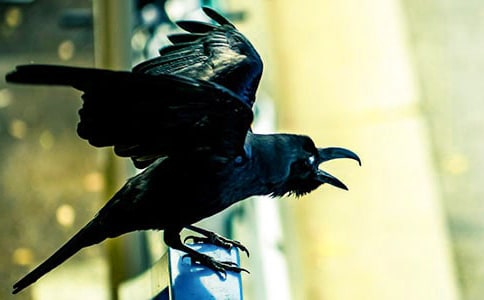 烏鴉受騙以后作文【精】