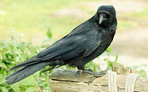 烏鴉喝水的故事