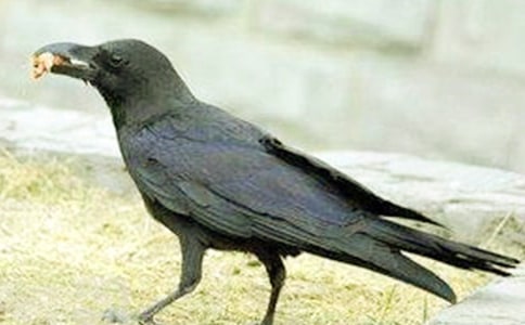 中班科學(xué)《烏鴉喝水》