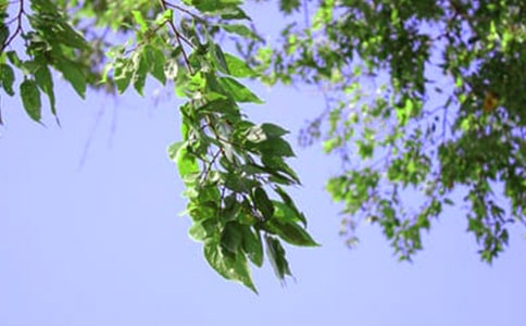 溫馨的午安心語(yǔ)短信集錦38條