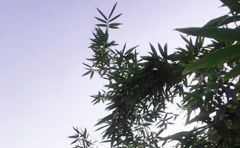 關(guān)于治愈午安說說70句精選