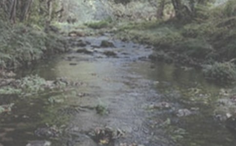 小溪流的歌作文