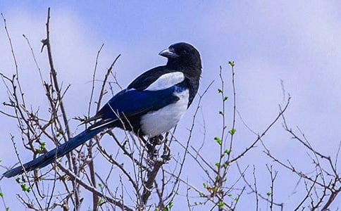 哈哈笑的小喜鵲的故事