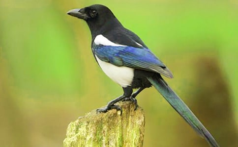 喜鵲游走城市的故事