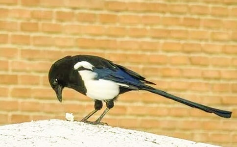 關(guān)于喜鵲的作文