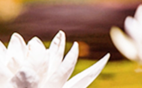 夏至節(jié)氣說說