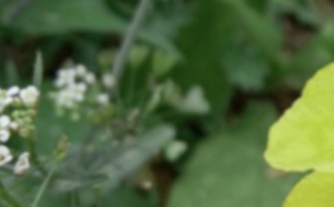 描寫夏至的唯美詩句最新