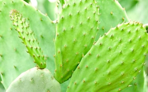 仙人掌作文(集合15篇)