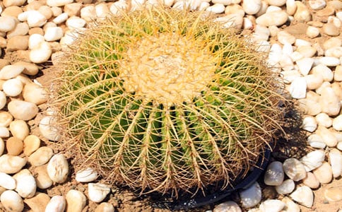 仙人掌作文優(yōu)選(15篇)