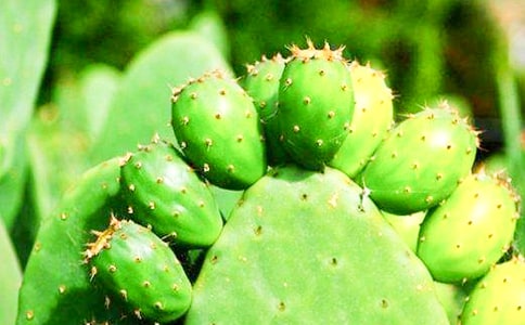 (通用)仙人掌的秘密作文