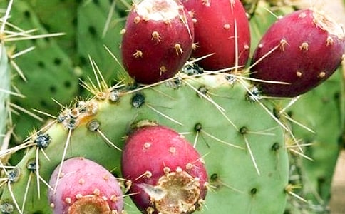 仙人掌作文【合集】