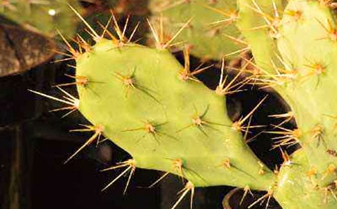 【精品】仙人掌的秘密作文15篇