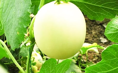 ¶������c����ʳ���׷N����