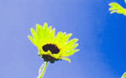 我喜歡向日葵作文(通用14篇)