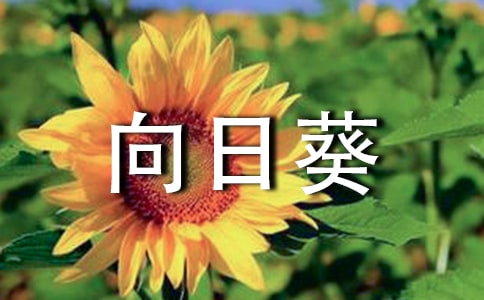 (必備)向日葵作文